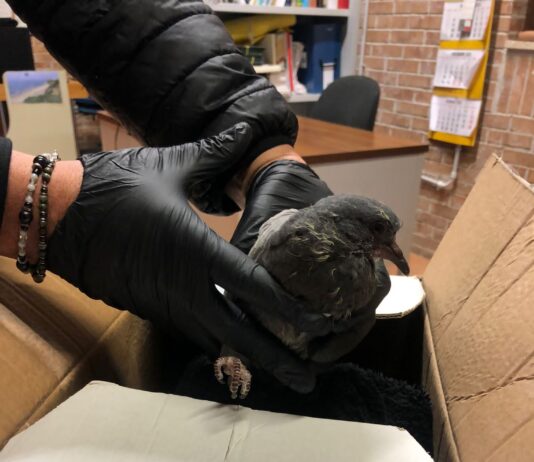 Anzio, operatore ecologico rincorre e colpisce un piccione in piazza: salvato da una passante