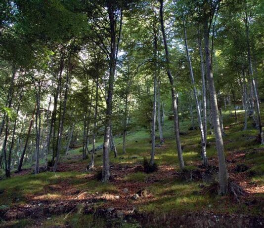 Carabinieri soccorrono due donne disperse nei boschi di Monte La Guardia