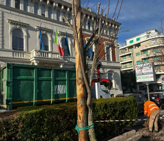 Nettuno. Nuove tamerici piantumate sul lungomare