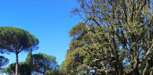 Albano. Interventi di taglio e pulizia del parco di Villa Doria