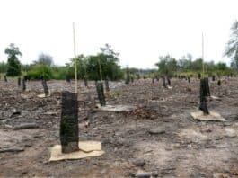 Tenuta di Castelporziano, il progetto di riforestazione dell’area danneggiata con la piantumazione di 337 mila nuove piante