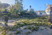 Nettuno, Albero caduto dalla “Montagnola” su via Scipione Borghese