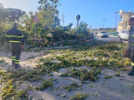 Nettuno, Albero caduto dalla “Montagnola” su via Scipione Borghese
