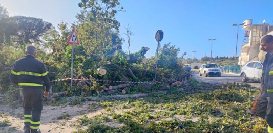 Nettuno, Albero caduto dalla “Montagnola” su via Scipione Borghese