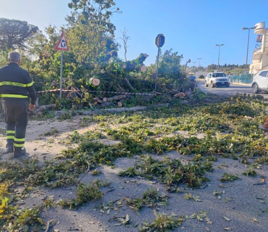 Nettuno, Albero caduto dalla “Montagnola” su via Scipione Borghese