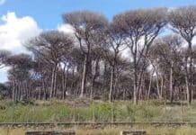 Natura morta alla Campana e alla Gallinara