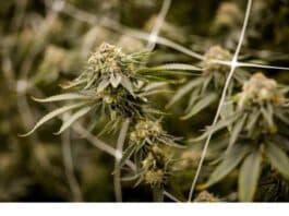 Un farmaco derivato dalla cannabis allevia il dolore cronico: lo studio scientifico