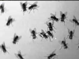 Aprilia, il quartiere Fossignano si confronta sulla risoluzione del “problema mosche”