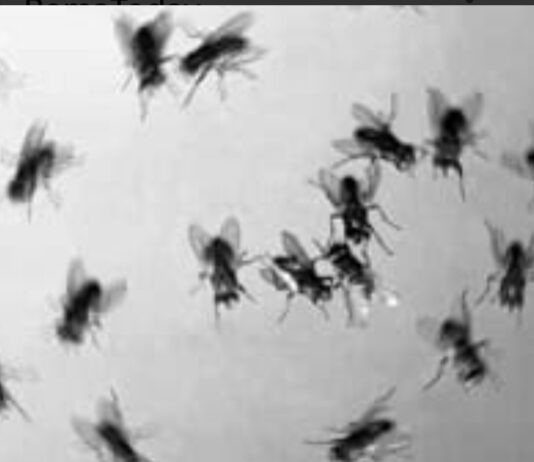 Aprilia, il quartiere Fossignano si confronta sulla risoluzione del “problema mosche”