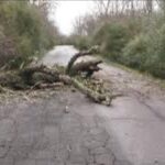 Forte vento, crolla albero a via delle Grugnole. Zona messa in sicurezza