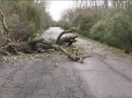 Forte vento, crolla albero a via delle Grugnole. Zona messa in sicurezza