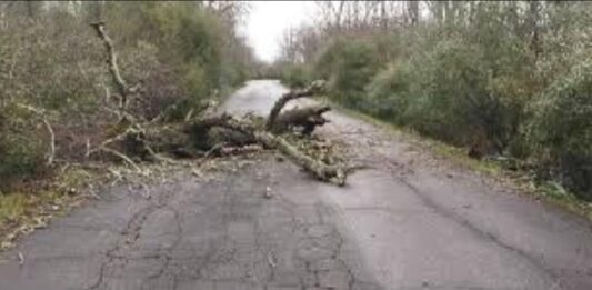 Forte vento, crolla albero a via delle Grugnole. Zona messa in sicurezza
