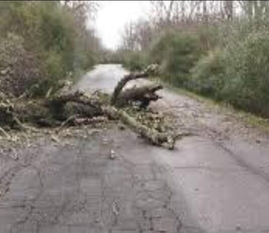 Forte vento, crolla albero a via delle Grugnole. Zona messa in sicurezza