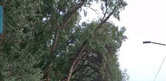 Anzio, Sughereta di Villa Claudia: avviata la riqualificazione ambientale