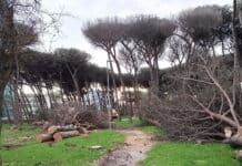 Anzio, disposta la chiusura della Pineta Mazza per la messa in sicurezza