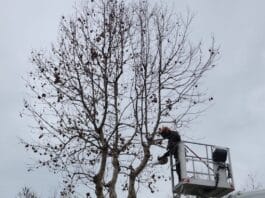 Nettuno, al via potature e abbattimenti per la sicurezza