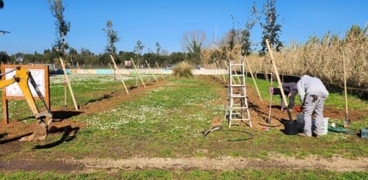 Piantati al parco Palatucci di Nettuno 20 nuovi lecci donato da Pmg