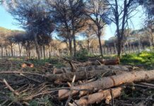 La morte delle Pinete. Perché è stato quasi impossibile curare la cocciniglia del Pino