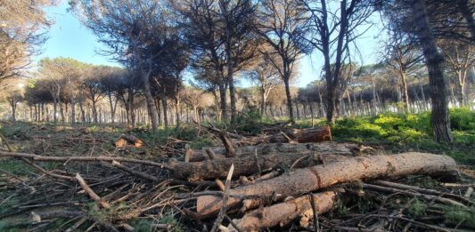 La morte delle Pinete. Perché è stato quasi impossibile curare la cocciniglia del Pino