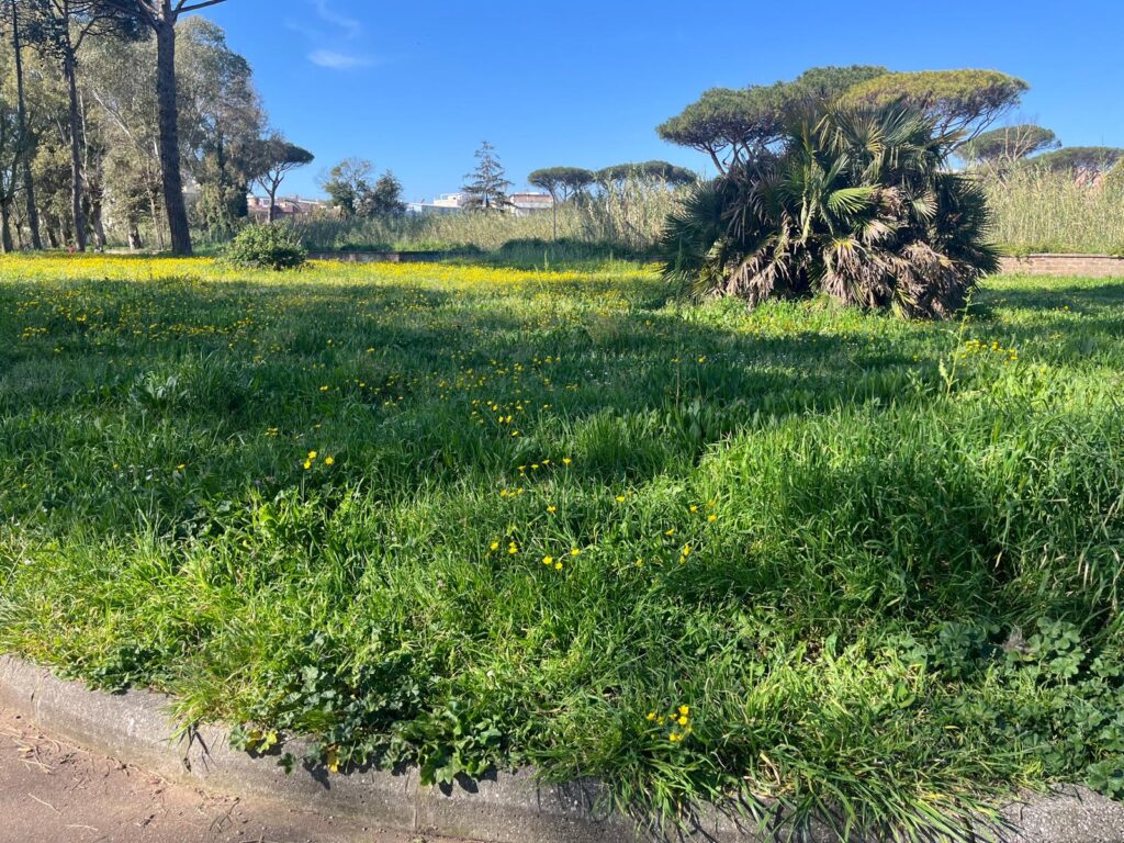 Erba alta e sporcizia al parco Palatucci, il brutto biglietto da visita di Nettuno 9