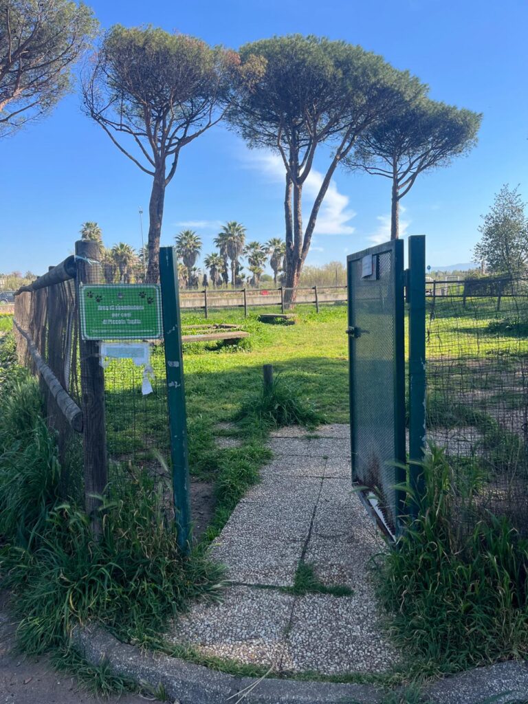 Erba alta e sporcizia al parco Palatucci, il brutto biglietto da visita di Nettuno 3