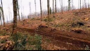 Genzano e Nemi: Cosa resta dei boschi dei Castelli Romani 1