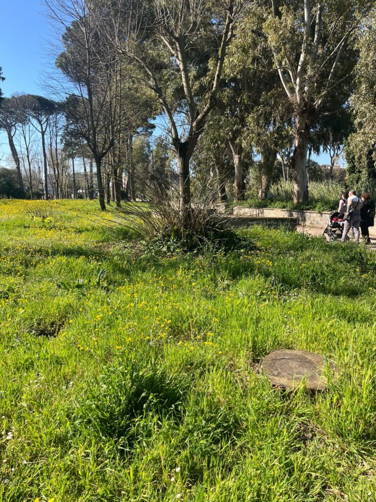 Erba alta e sporcizia al parco Palatucci, il brutto biglietto da visita di Nettuno 4