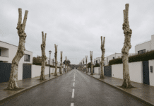 Capitozzature, la strage silenziosa degli alberi di città