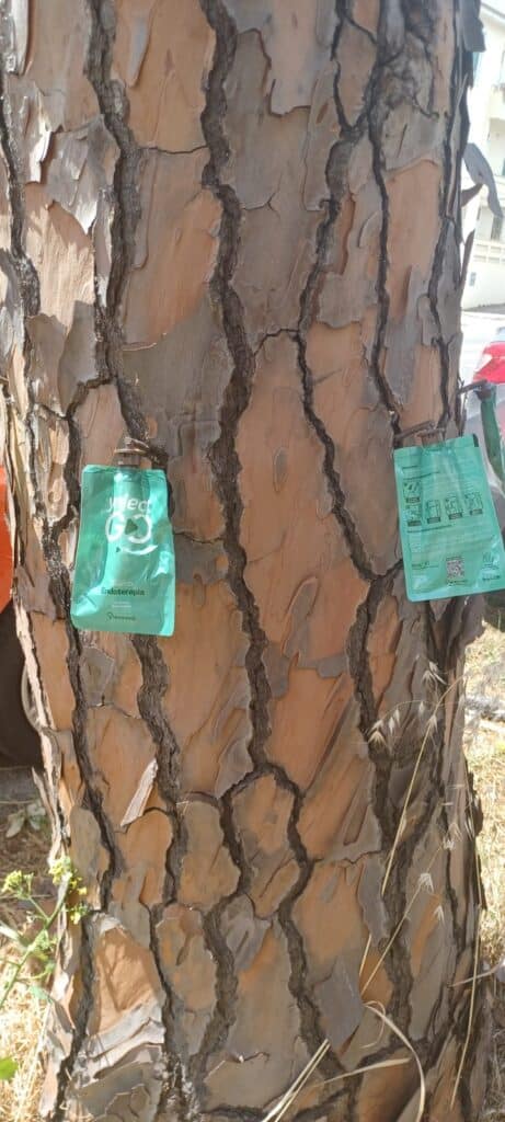 Pini malati, in corso oltre mille trattamenti Brignone: “Anzio proposta come area pilota” 1