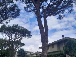 Pini malati, in corso oltre mille trattamenti Brignone: “Anzio proposta come area pilota”
