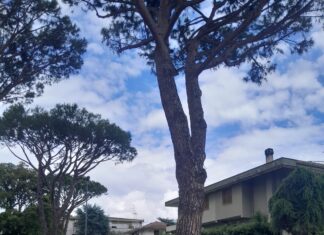In Libera Uscita 18