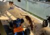 Carabinieri salvano due cani trovati in condizioni critiche. Denunciato il proprietario In Libera Uscita 22