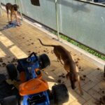Carabinieri salvano due cani trovati in condizioni critiche. Denunciato il proprietario In Libera Uscita 5
