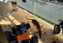 Carabinieri salvano due cani trovati in condizioni critiche. Denunciato il proprietario