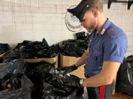 Ardea, traffico illecito, i Carabinieri sequestrano oltre 100 kg di papaveri di oppio