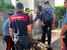 Operazione ad alto impatto a Lavinio. Controlli a tappeto dei Carabinieri: sanzioni per lavoro nero e una denuncia per possesso di coltelloo In Libera Uscita 4