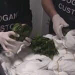 Maxi sequestro di khat all’aeroporto “Leonardo da Vinci” In Libera Uscita 7