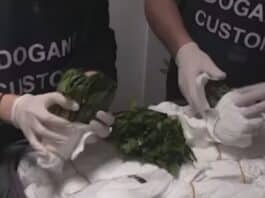 Maxi sequestro di khat all’aeroporto “Leonardo da Vinci”