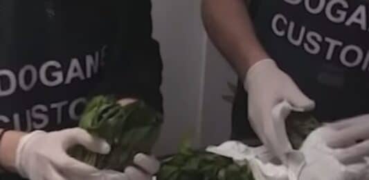 Maxi sequestro di khat all’aeroporto “Leonardo da Vinci”