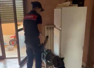 Pomezia, blitz dei Carabinieri in via dei Papiri a Santa Palomba: un arresto per droga e occupazione abusiva, sequestrati stupefacenti In Libera Uscita 8