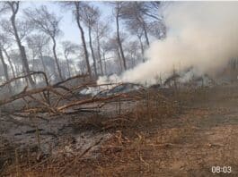 Incendio alla pineta Campana: vigili del fuoco e protezione civile ancora in azione