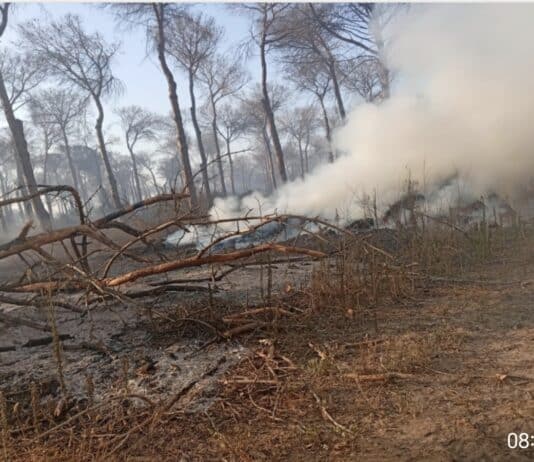 Incendio alla pineta Campana: vigili del fuoco e protezione civile ancora in azione