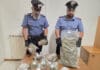 Nettuno, scoperta serra di marijuana in un giardino alla Verdiana, due arresti In Libera Uscita 9