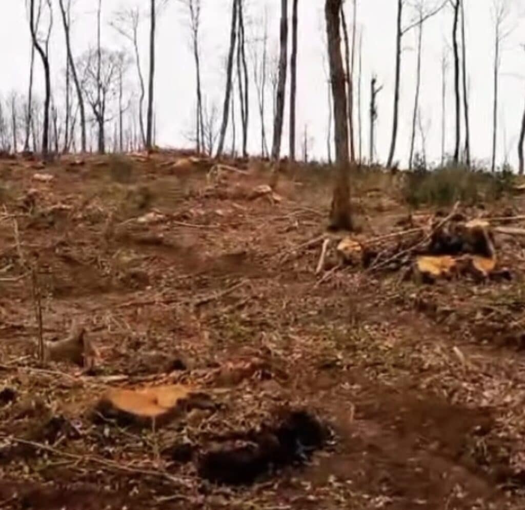 Monte Artemisio, cosa sta succedendo ai boschi dei Castelli Romani? 1