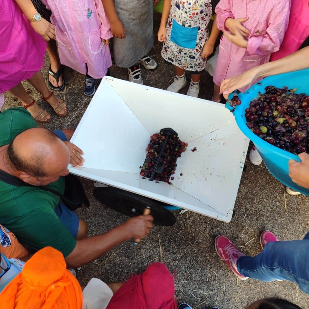 IC Anzio V, la vendemmia a scuola: un successo di partecipazione 3 IC Anzio V, la vendemmia a scuola: un successo di partecipazione 3