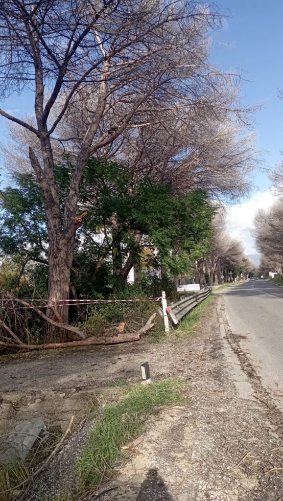 Aprilia-Nettuno, tragedia sfiorata a Via dei Cinque Archi: ramo caduto sfonda parabrezza auto 1 Aprilia-Nettuno, tragedia sfiorata a Via dei Cinque Archi: ramo caduto sfonda parabrezza auto 1