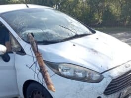 Aprilia-Nettuno, tragedia sfiorata a Via dei Cinque Archi: ramo caduto sfonda parabrezza auto