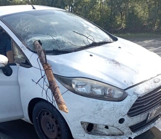 Aprilia-Nettuno, tragedia sfiorata a Via dei Cinque Archi: ramo caduto sfonda parabrezza auto